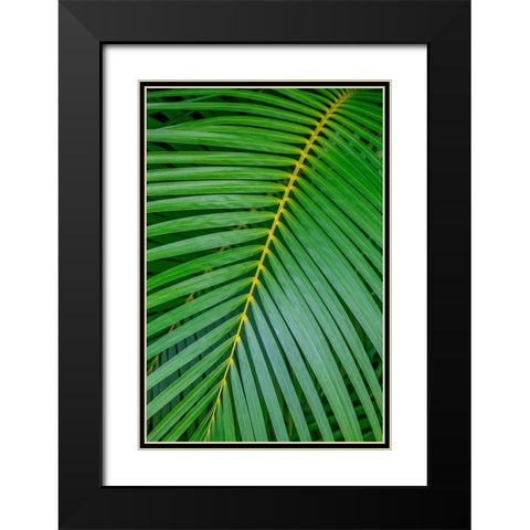 Palm fronds Black Modern Wood Framed Art Print with Double Matting by Engelbrecht, Lisa S.