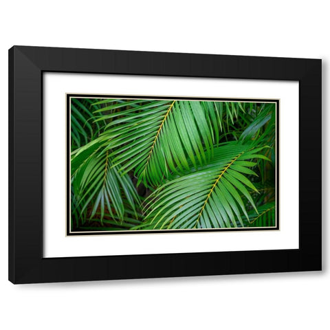Palm fronds Black Modern Wood Framed Art Print with Double Matting by Engelbrecht, Lisa S.