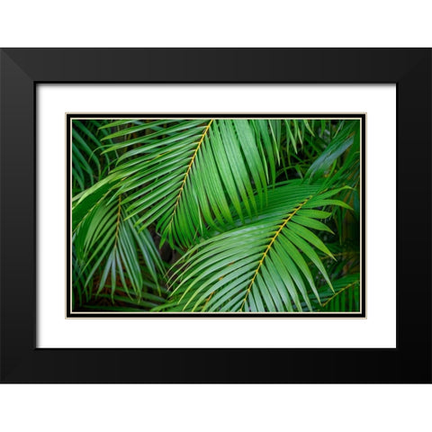 Palm fronds Black Modern Wood Framed Art Print with Double Matting by Engelbrecht, Lisa S.