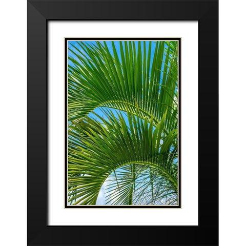 Palm fronds Black Modern Wood Framed Art Print with Double Matting by Engelbrecht, Lisa S.