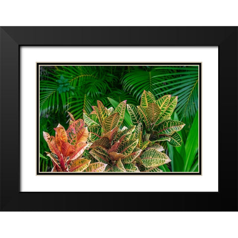 Palm fronds and Croton plants Black Modern Wood Framed Art Print with Double Matting by Engelbrecht, Lisa S.