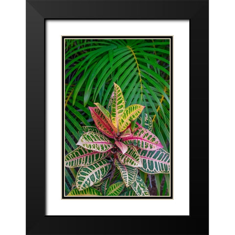 Palm fronds and Croton plants Black Modern Wood Framed Art Print with Double Matting by Engelbrecht, Lisa S.