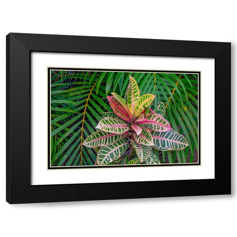 Palm fronds and Croton plants Black Modern Wood Framed Art Print with Double Matting by Engelbrecht, Lisa S.