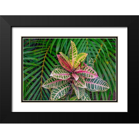 Palm fronds and Croton plants Black Modern Wood Framed Art Print with Double Matting by Engelbrecht, Lisa S.