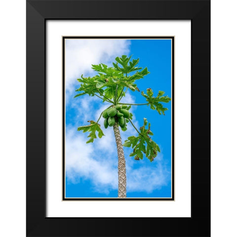 Papaya tree Black Modern Wood Framed Art Print with Double Matting by Engelbrecht, Lisa S.