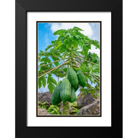 Papaya tree Black Modern Wood Framed Art Print with Double Matting by Engelbrecht, Lisa S.