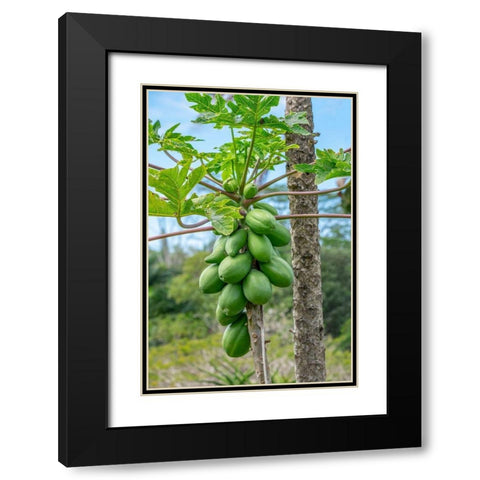 Papaya tree Black Modern Wood Framed Art Print with Double Matting by Engelbrecht, Lisa S.