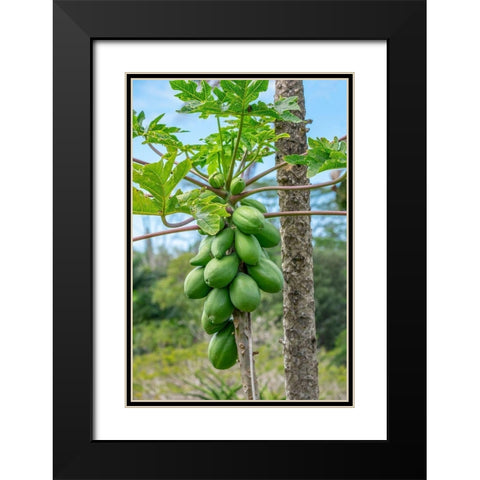 Papaya tree Black Modern Wood Framed Art Print with Double Matting by Engelbrecht, Lisa S.