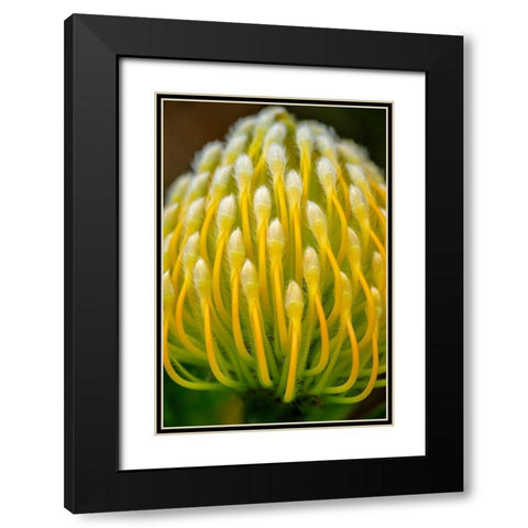 Pincushion flower Black Modern Wood Framed Art Print with Double Matting by Engelbrecht, Lisa S.
