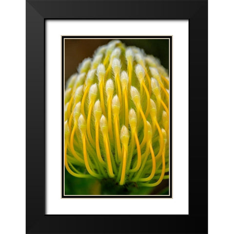 Pincushion flower Black Modern Wood Framed Art Print with Double Matting by Engelbrecht, Lisa S.