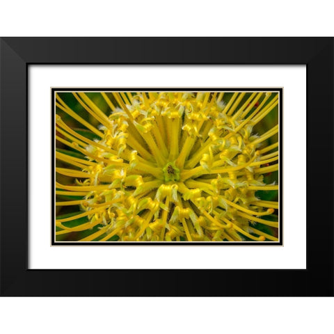 Pincushion flower Black Modern Wood Framed Art Print with Double Matting by Engelbrecht, Lisa S.