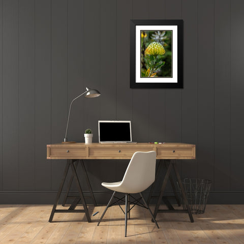 Pincushion flower Black Modern Wood Framed Art Print with Double Matting by Engelbrecht, Lisa S.