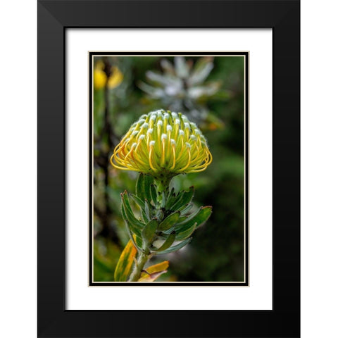 Pincushion flower Black Modern Wood Framed Art Print with Double Matting by Engelbrecht, Lisa S.