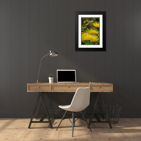 Pincushion flower Black Modern Wood Framed Art Print with Double Matting by Engelbrecht, Lisa S.