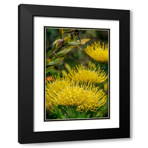 Pincushion flower Black Modern Wood Framed Art Print with Double Matting by Engelbrecht, Lisa S.