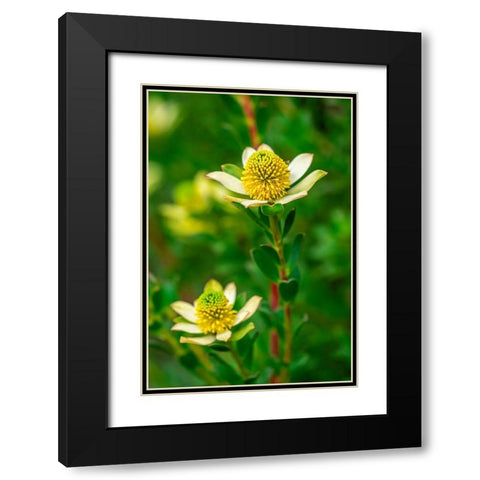 Pincushion flower Black Modern Wood Framed Art Print with Double Matting by Engelbrecht, Lisa S.