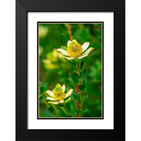 Pincushion flower Black Modern Wood Framed Art Print with Double Matting by Engelbrecht, Lisa S.