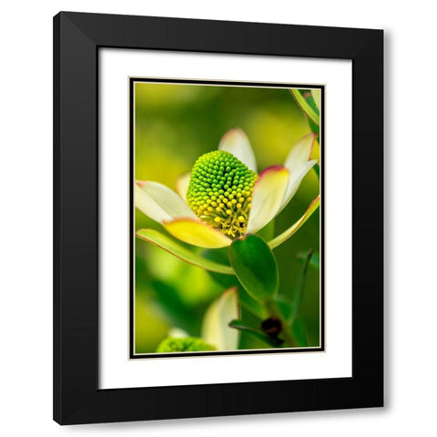 Pincushion flower Black Modern Wood Framed Art Print with Double Matting by Engelbrecht, Lisa S.