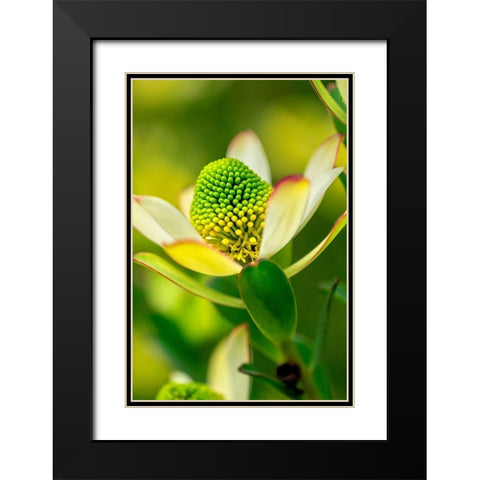 Pincushion flower Black Modern Wood Framed Art Print with Double Matting by Engelbrecht, Lisa S.