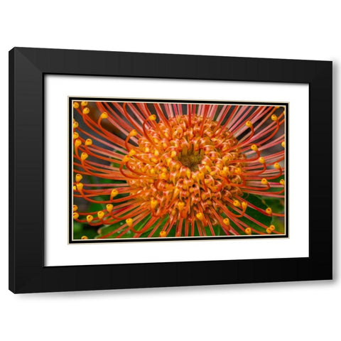 Pincushion Flower Black Modern Wood Framed Art Print with Double Matting by Engelbrecht, Lisa S.