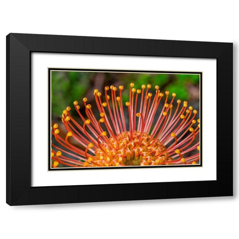 Pincushion Flower Black Modern Wood Framed Art Print with Double Matting by Engelbrecht, Lisa S.