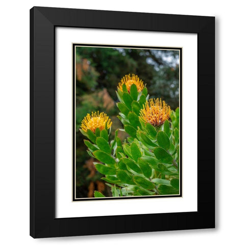 Pincushion flower Black Modern Wood Framed Art Print with Double Matting by Engelbrecht, Lisa S.
