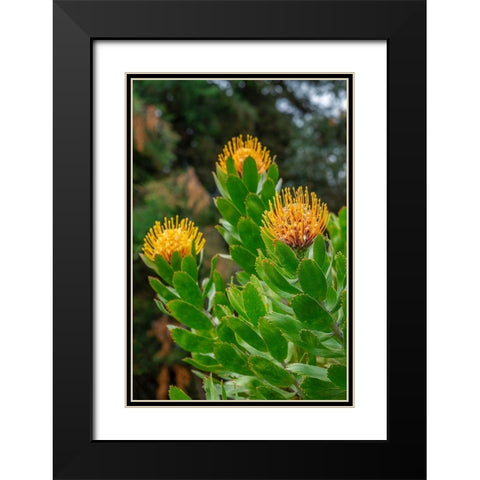 Pincushion flower Black Modern Wood Framed Art Print with Double Matting by Engelbrecht, Lisa S.