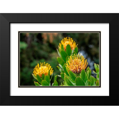 Pincushion flower Black Modern Wood Framed Art Print with Double Matting by Engelbrecht, Lisa S.