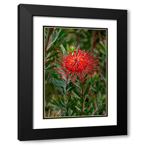 Pincushion flower Black Modern Wood Framed Art Print with Double Matting by Engelbrecht, Lisa S.