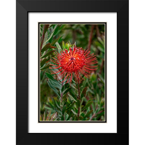Pincushion flower Black Modern Wood Framed Art Print with Double Matting by Engelbrecht, Lisa S.