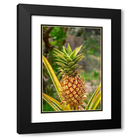 Pineapple plant Black Modern Wood Framed Art Print with Double Matting by Engelbrecht, Lisa S.