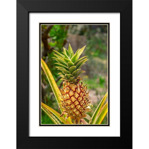 Pineapple plant Black Modern Wood Framed Art Print with Double Matting by Engelbrecht, Lisa S.