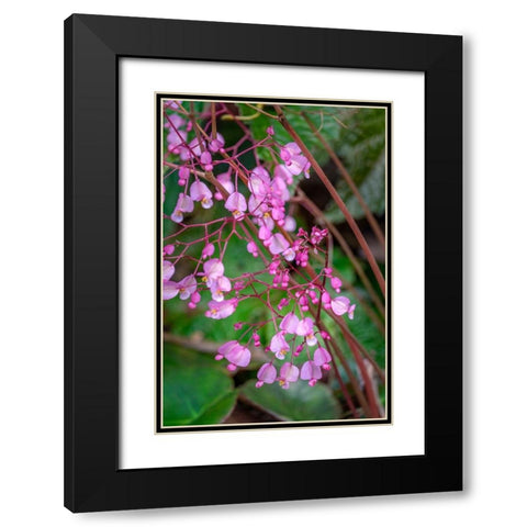 Pink Begonia Black Modern Wood Framed Art Print with Double Matting by Engelbrecht, Lisa S.