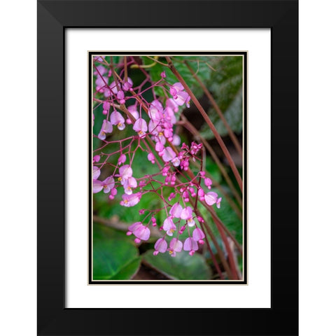 Pink Begonia Black Modern Wood Framed Art Print with Double Matting by Engelbrecht, Lisa S.
