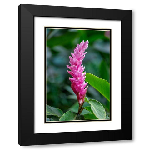 Pink Cone Ginger Black Modern Wood Framed Art Print with Double Matting by Engelbrecht, Lisa S.
