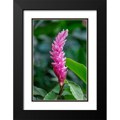 Pink Cone Ginger Black Modern Wood Framed Art Print with Double Matting by Engelbrecht, Lisa S.