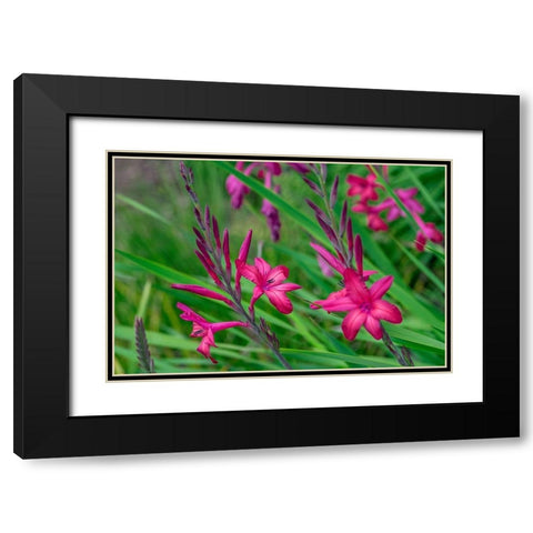 Pink Gladiolus Black Modern Wood Framed Art Print with Double Matting by Engelbrecht, Lisa S.