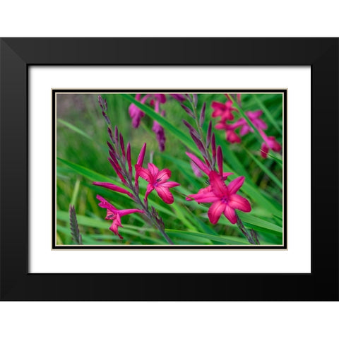 Pink Gladiolus Black Modern Wood Framed Art Print with Double Matting by Engelbrecht, Lisa S.