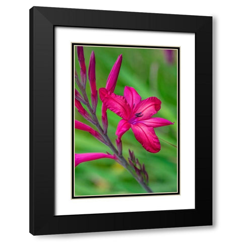 Pink Gladiolus Black Modern Wood Framed Art Print with Double Matting by Engelbrecht, Lisa S.