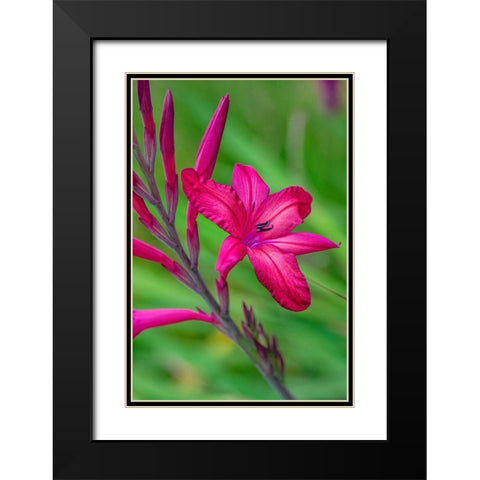 Pink Gladiolus Black Modern Wood Framed Art Print with Double Matting by Engelbrecht, Lisa S.