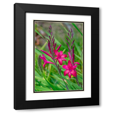 Pink Gladiolus Black Modern Wood Framed Art Print with Double Matting by Engelbrecht, Lisa S.