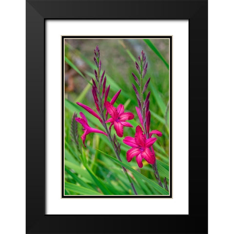 Pink Gladiolus Black Modern Wood Framed Art Print with Double Matting by Engelbrecht, Lisa S.