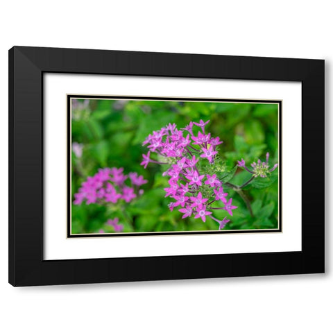 Pink Pentas Black Modern Wood Framed Art Print with Double Matting by Engelbrecht, Lisa S.
