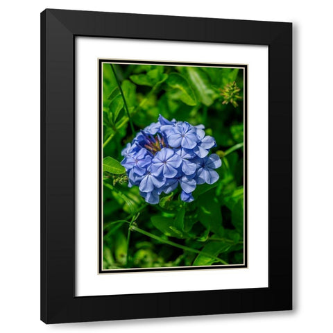 Plumbago plant Black Modern Wood Framed Art Print with Double Matting by Engelbrecht, Lisa S.