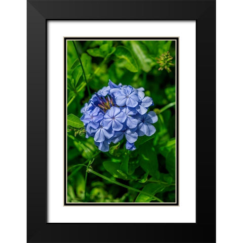 Plumbago plant Black Modern Wood Framed Art Print with Double Matting by Engelbrecht, Lisa S.
