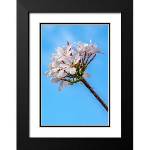 Plumeria Black Modern Wood Framed Art Print with Double Matting by Engelbrecht, Lisa S.