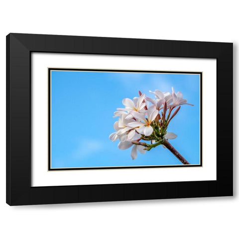 Plumeria Black Modern Wood Framed Art Print with Double Matting by Engelbrecht, Lisa S.