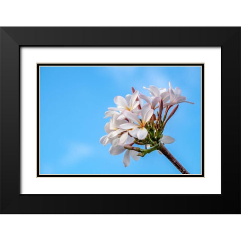 Plumeria Black Modern Wood Framed Art Print with Double Matting by Engelbrecht, Lisa S.