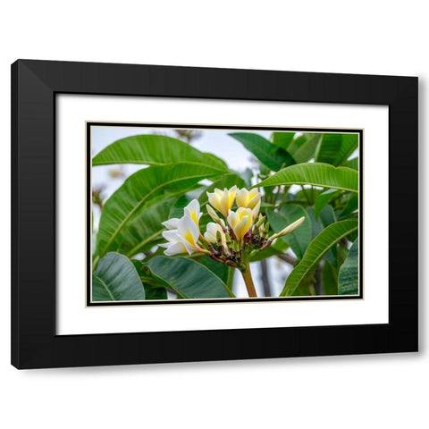 Plumeria Black Modern Wood Framed Art Print with Double Matting by Engelbrecht, Lisa S.