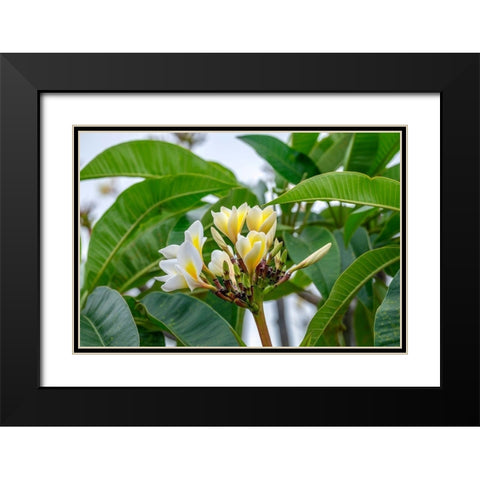 Plumeria Black Modern Wood Framed Art Print with Double Matting by Engelbrecht, Lisa S.